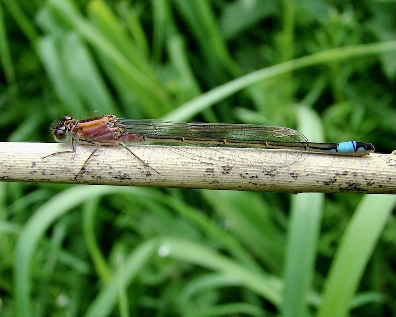 blue-tailed